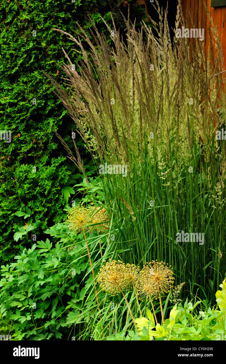 Ornamental feather grass (Karl Foerster's) alongside a house, Greater Sudbury, Ontario, Canada
