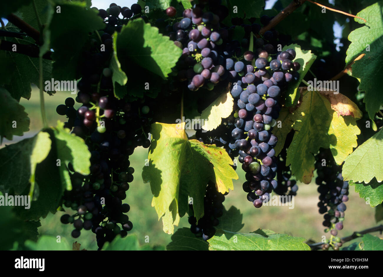 Australia, Victoria, Rutherglen, grapes on vine, variety, the