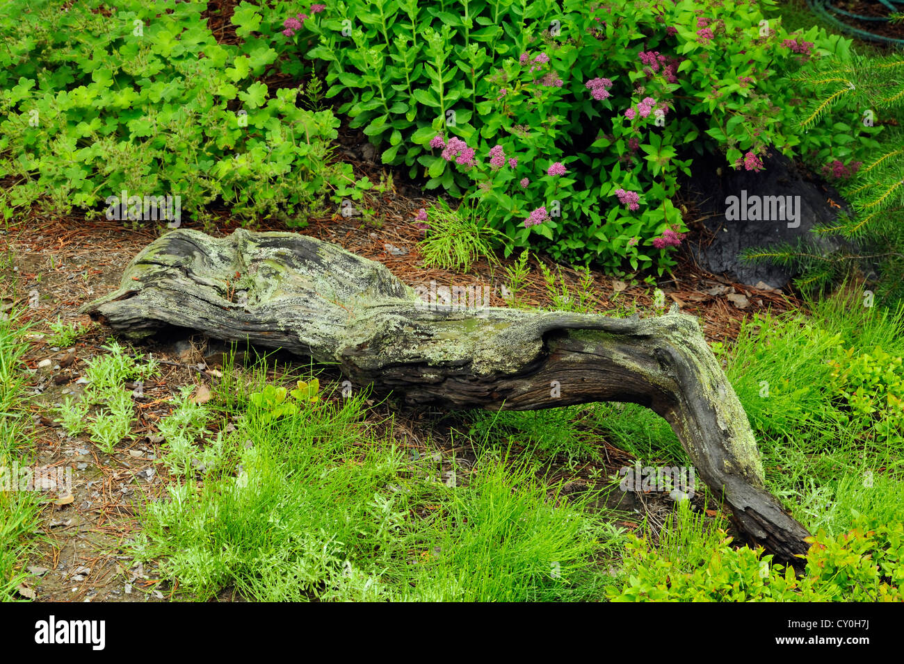 Shade plantings flowering shrubs and log at edge of lawn, Greater