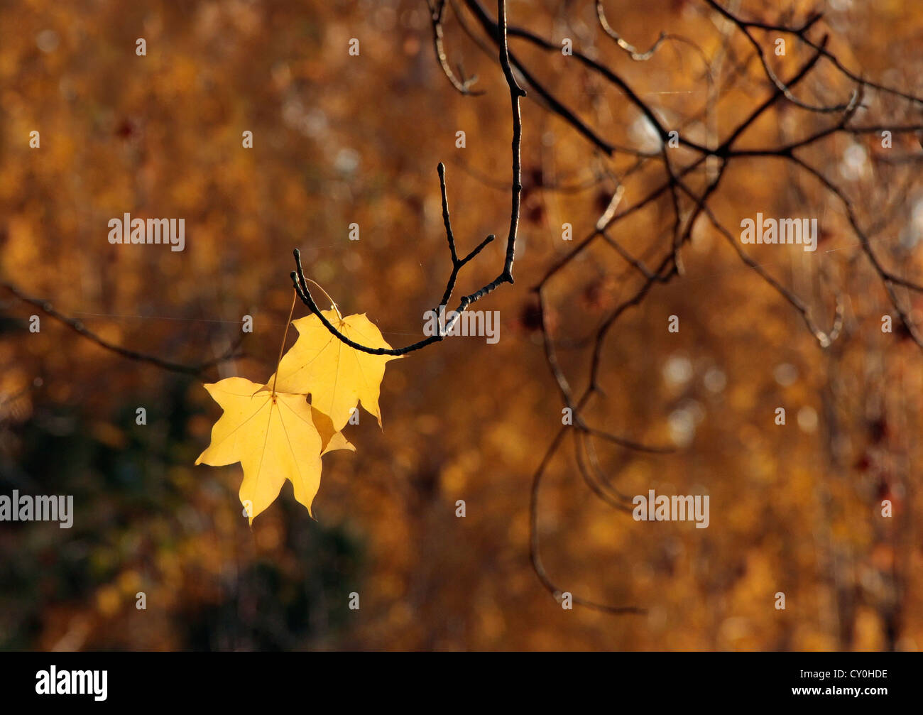 Two yellow autumn leaves hi-res stock photography and images - Alamy