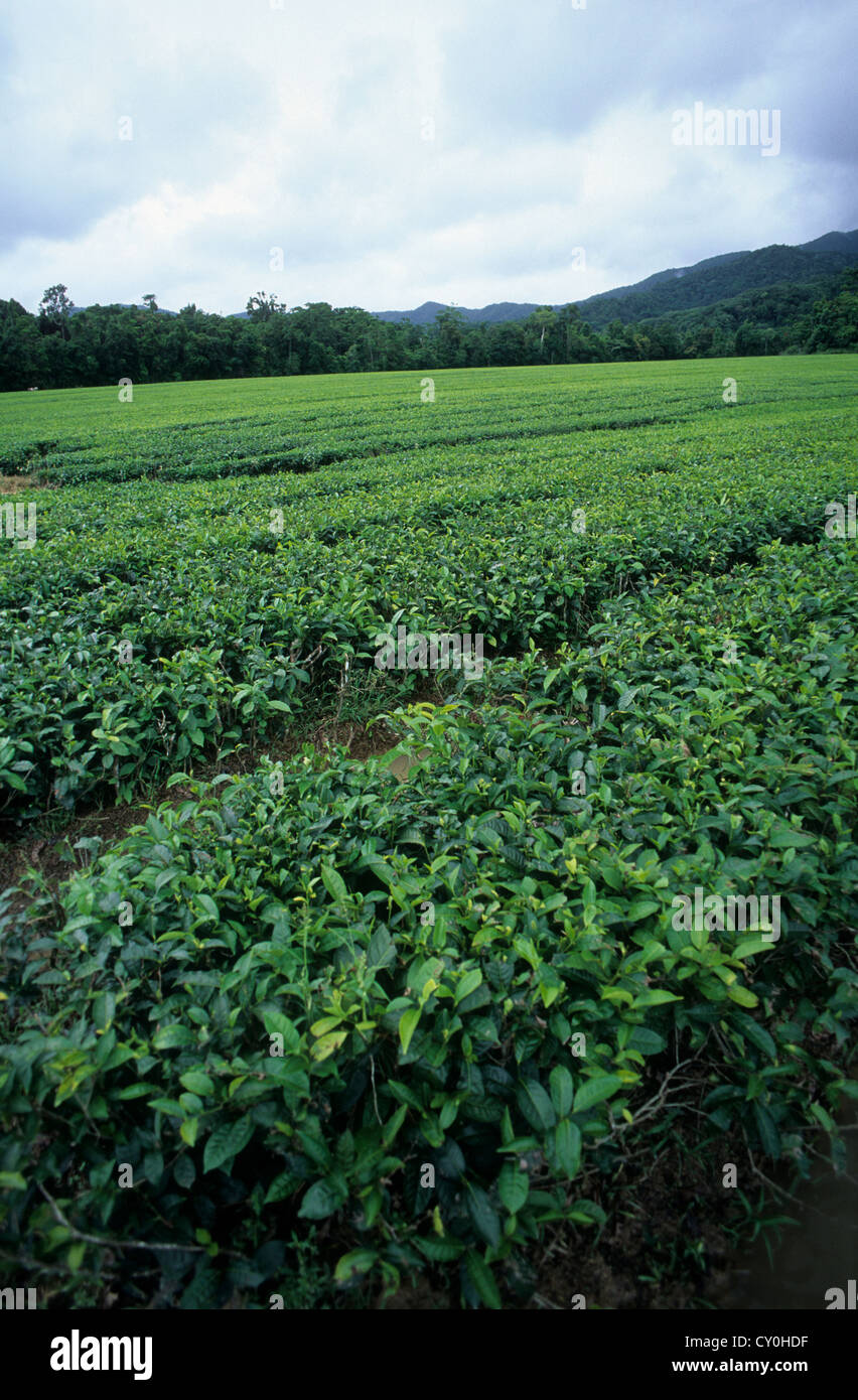 Australia, Queensland, far North, near Daintree, Tea Plantations Stock