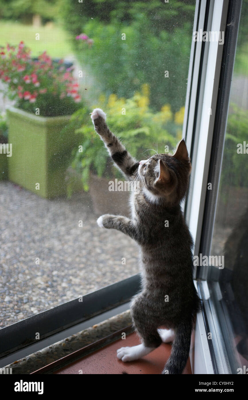 EKH-Kitten spielt mit einer Fliege an der Fliegengittertür der Terrasse Stock Photo