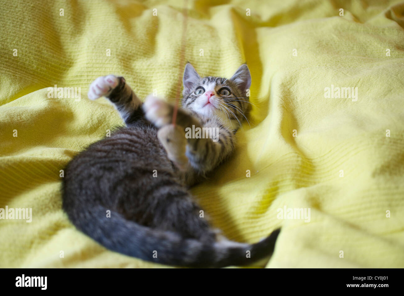 EKH-Kitten spielt auf dem Rücken liegend auf einer Bettdecke Stock Photo