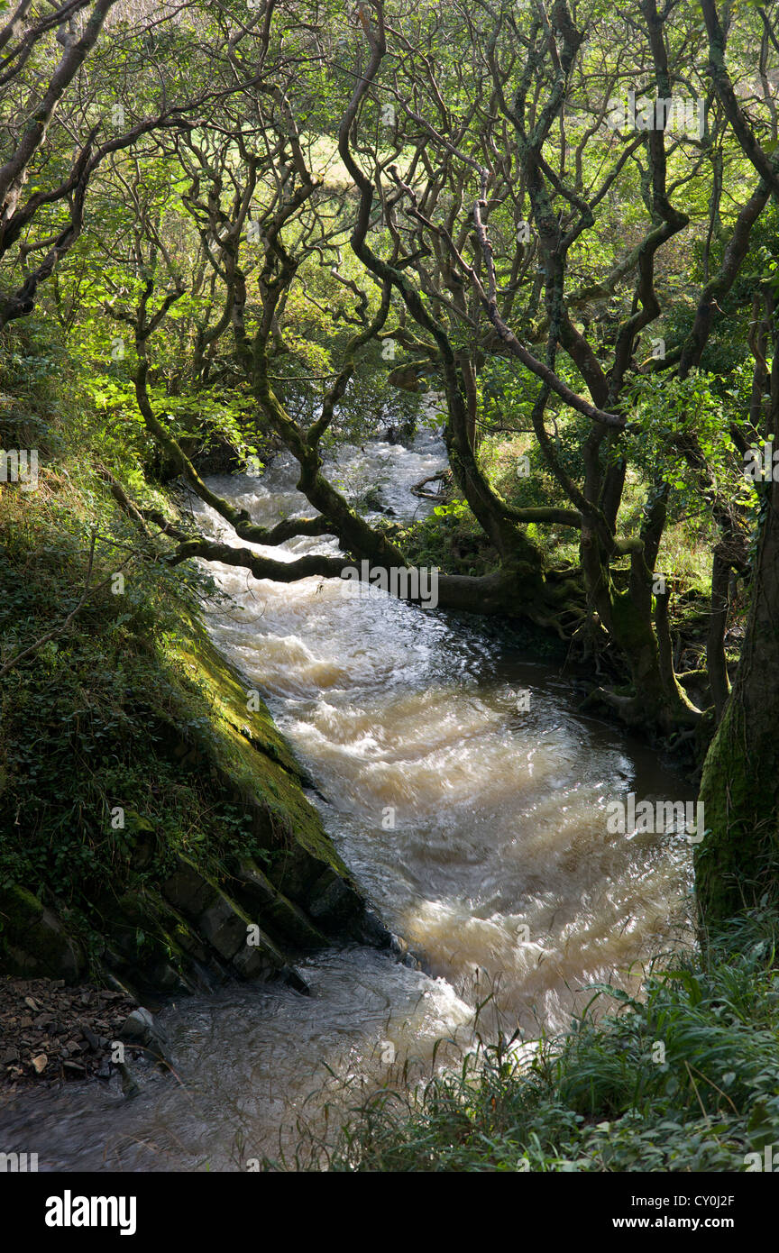 Stream Devon UK Stock Photo