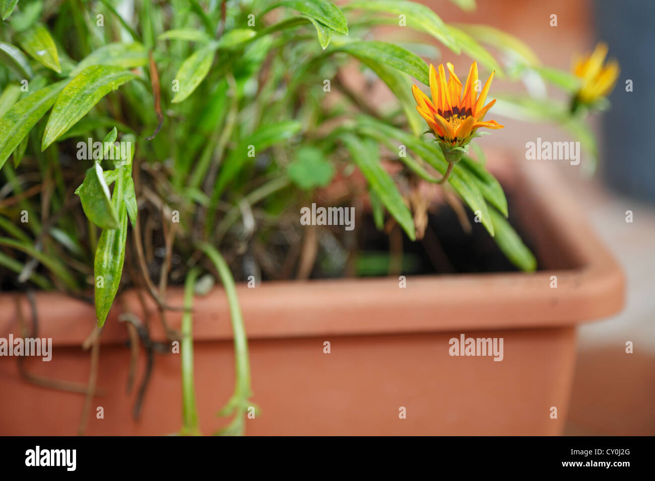 Potted Plant of daisies Stock Photo