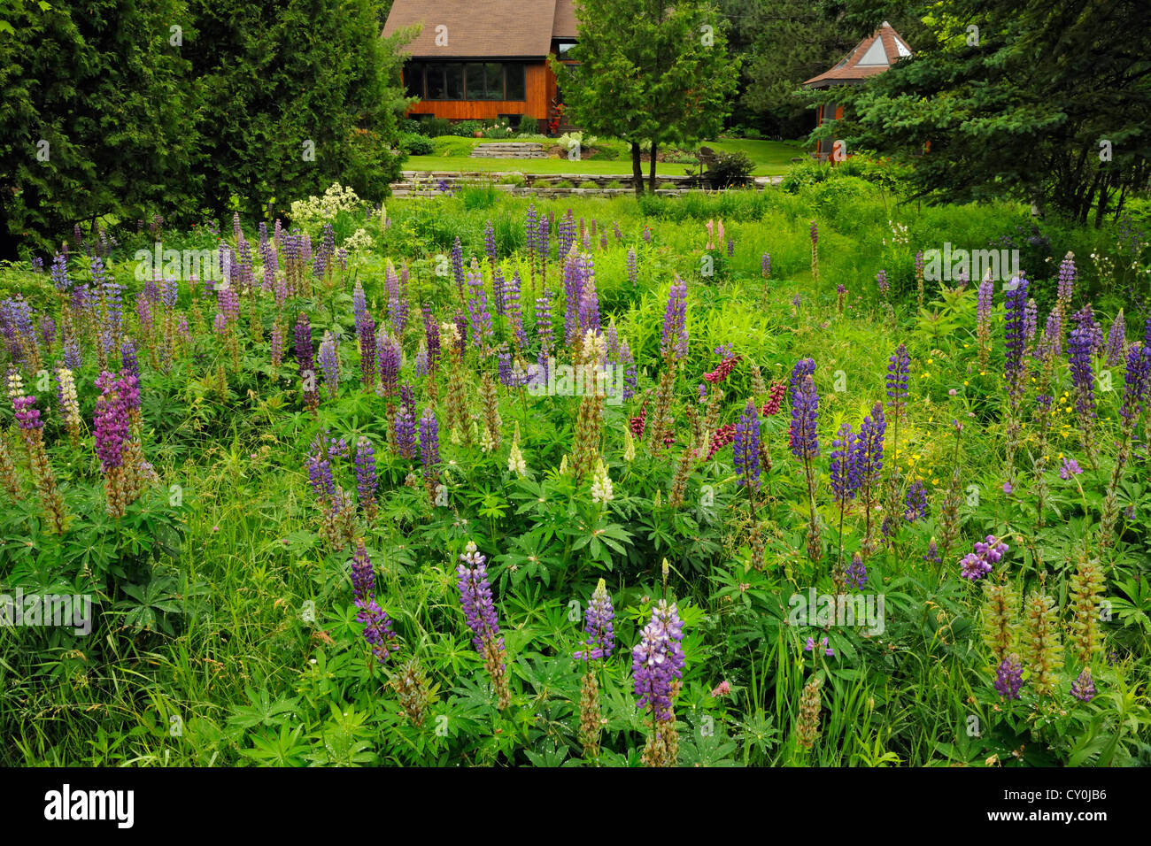 Naturalized garden meadow with lupines, Greater Sudbury, Ontario, Canada Stock Photo