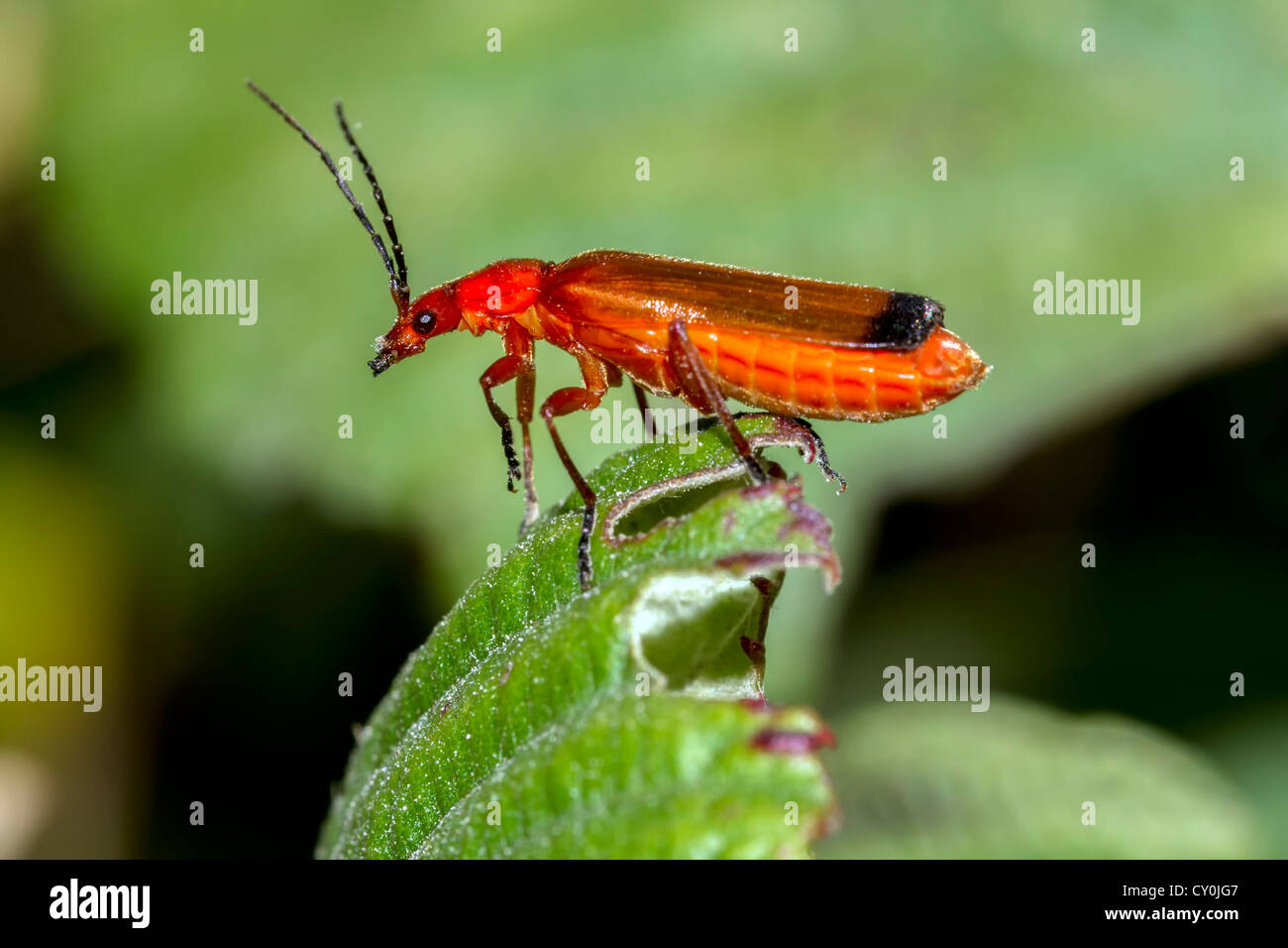 Common Red Soldier Beetle (Rhagonycha fulva Stock Photo Alamy