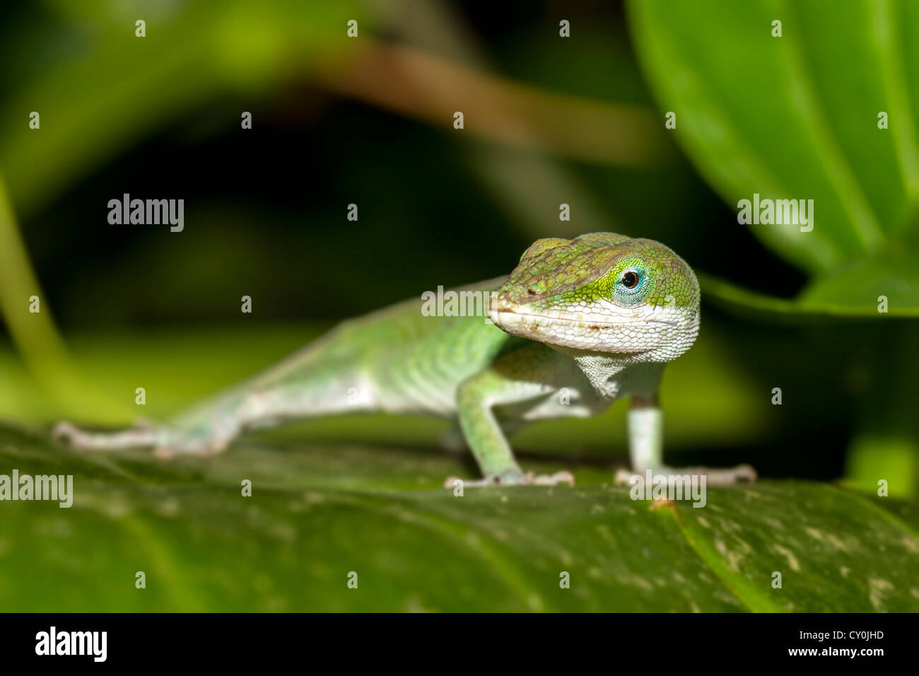 Anol lizard in the eden project Stock Photo - Alamy