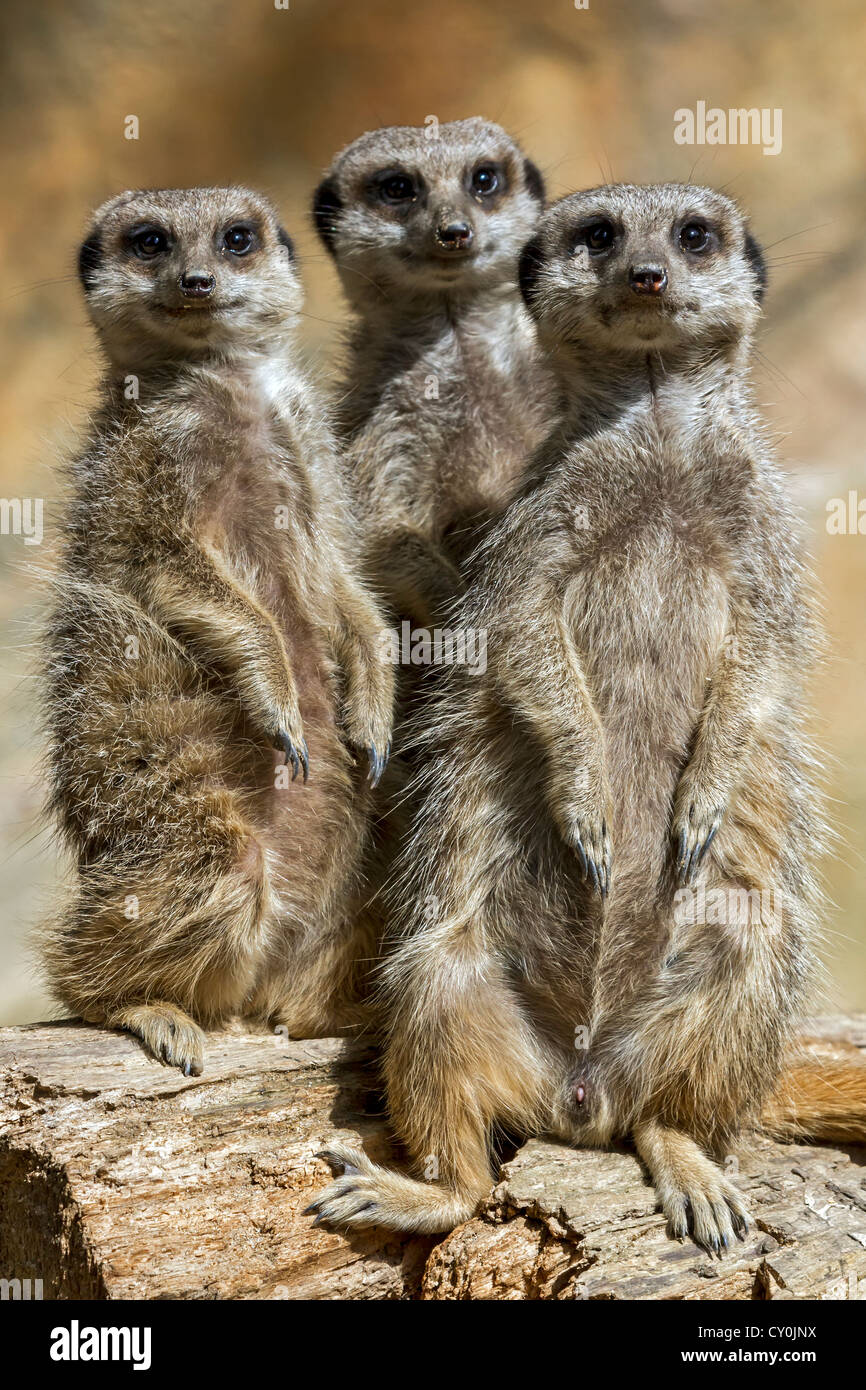 three meerkats facing forward Stock Photo