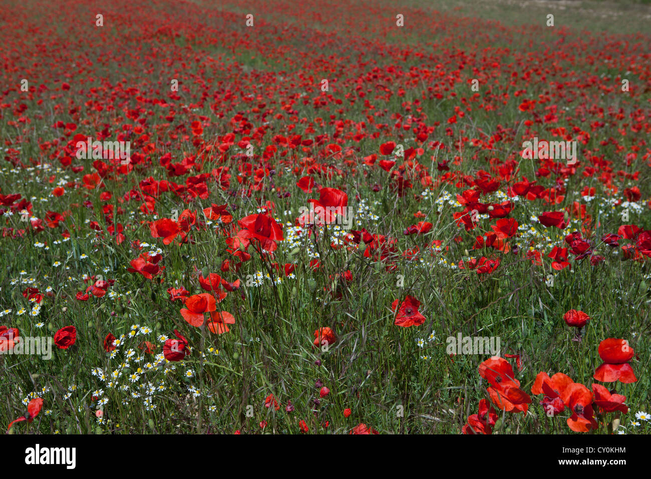 wild flowers in champagne, France Stock Photo