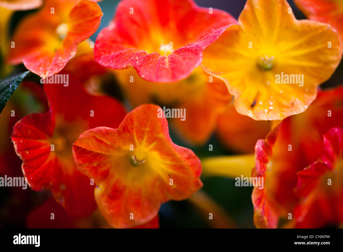 flowers in spring Stock Photo - Alamy