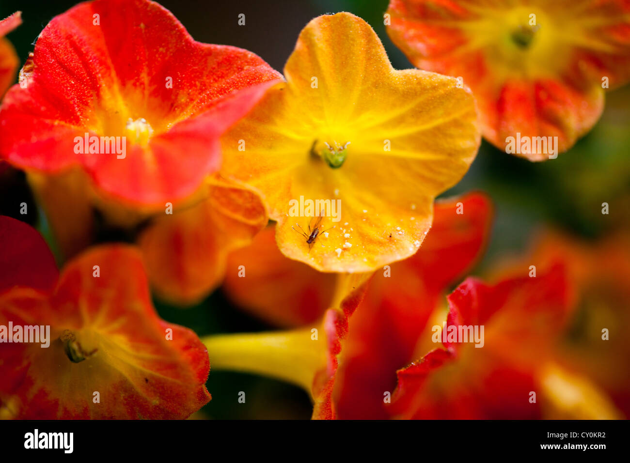flowers in spring Stock Photo - Alamy