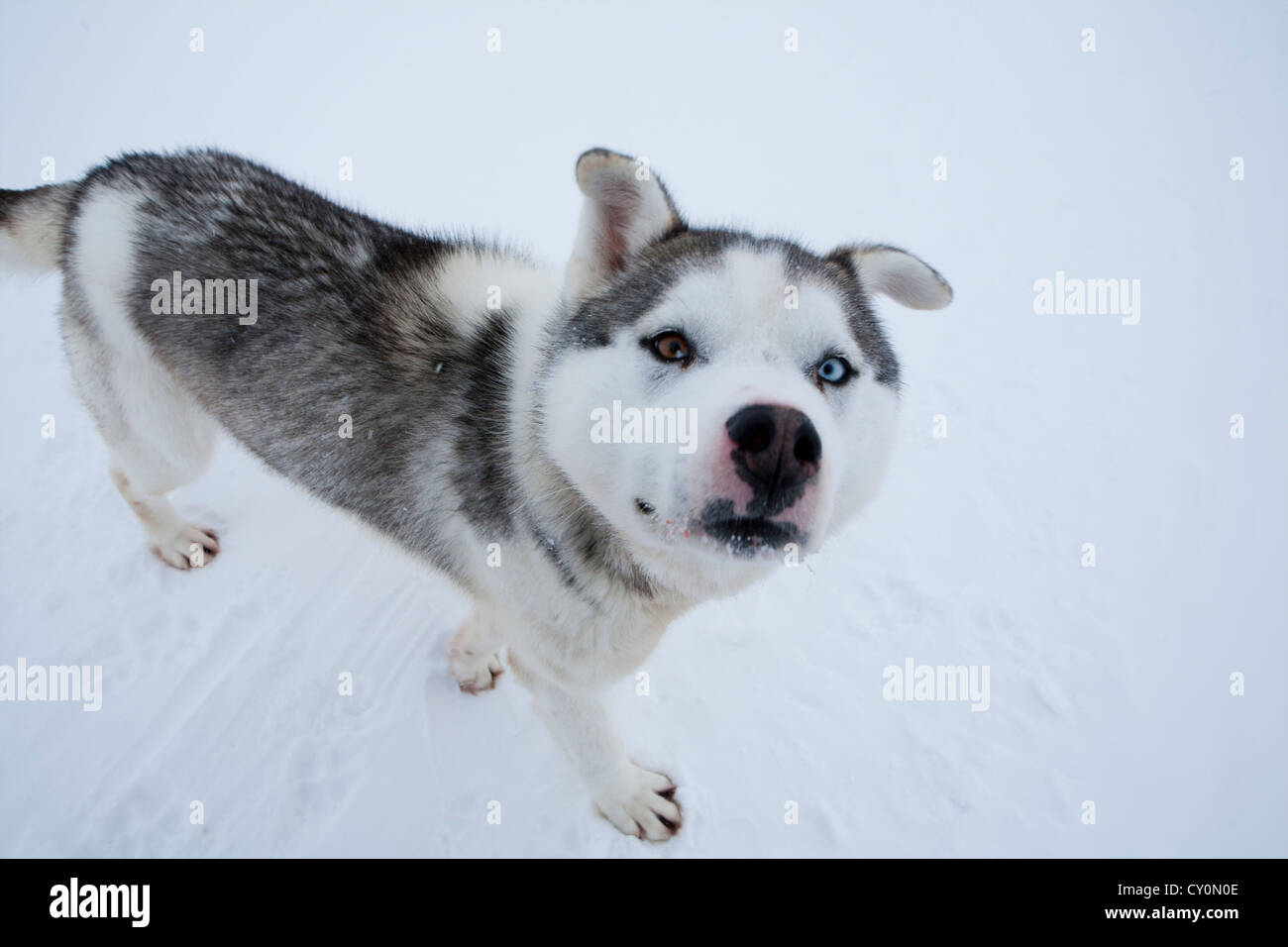 snow sled on the nroth pole Stock Photo