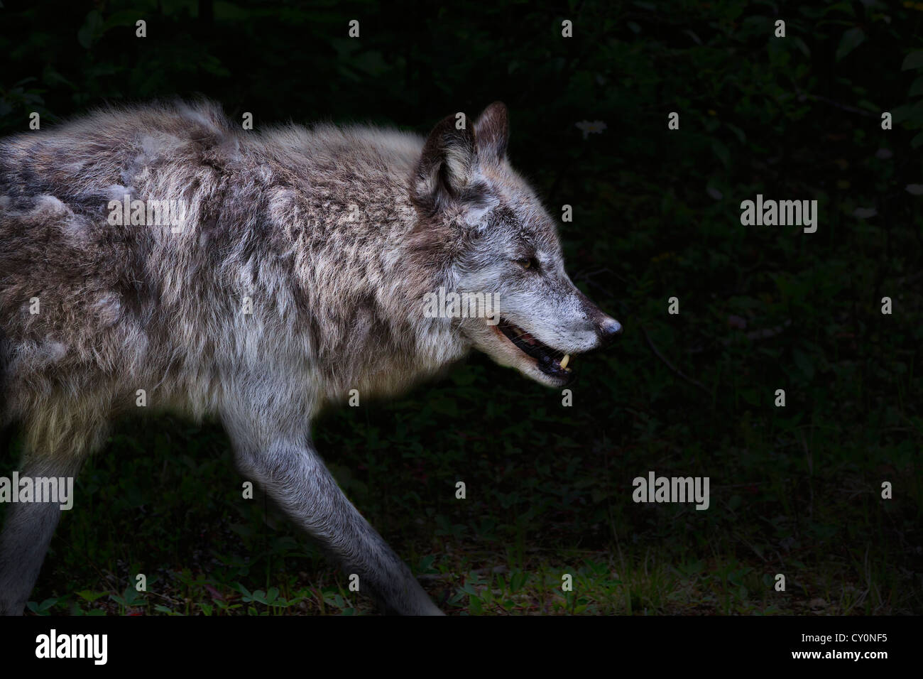 Grey wolf, Canis lupus, on the prowl. Columbia Valley, British Columbia, Canada Stock Photo
