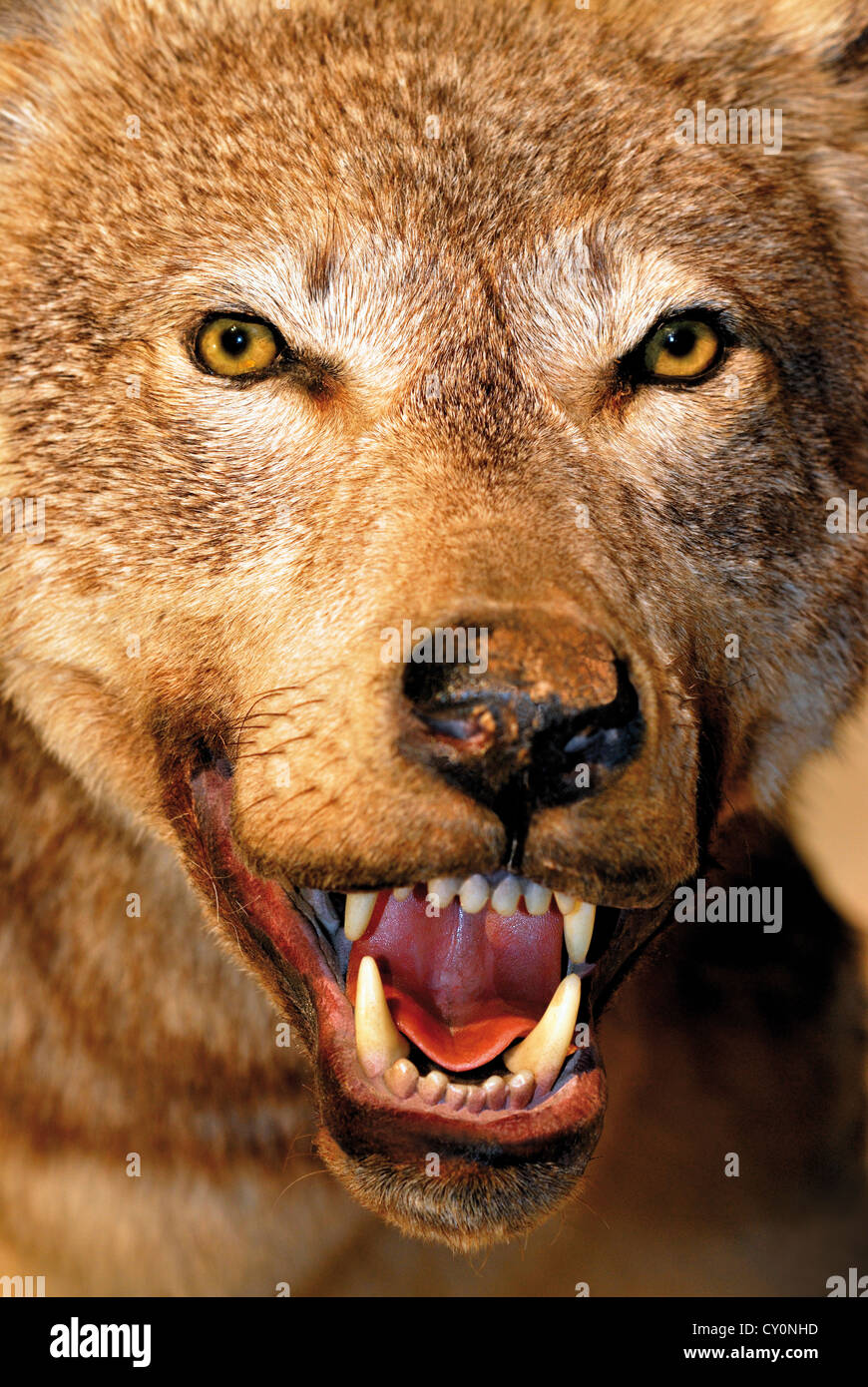 France, Midi-Pyrenees: Portrait of a wolf (Canis lupus) in the museum of the Parc Animalier des Pyrenees in Argeles Gazost Stock Photo