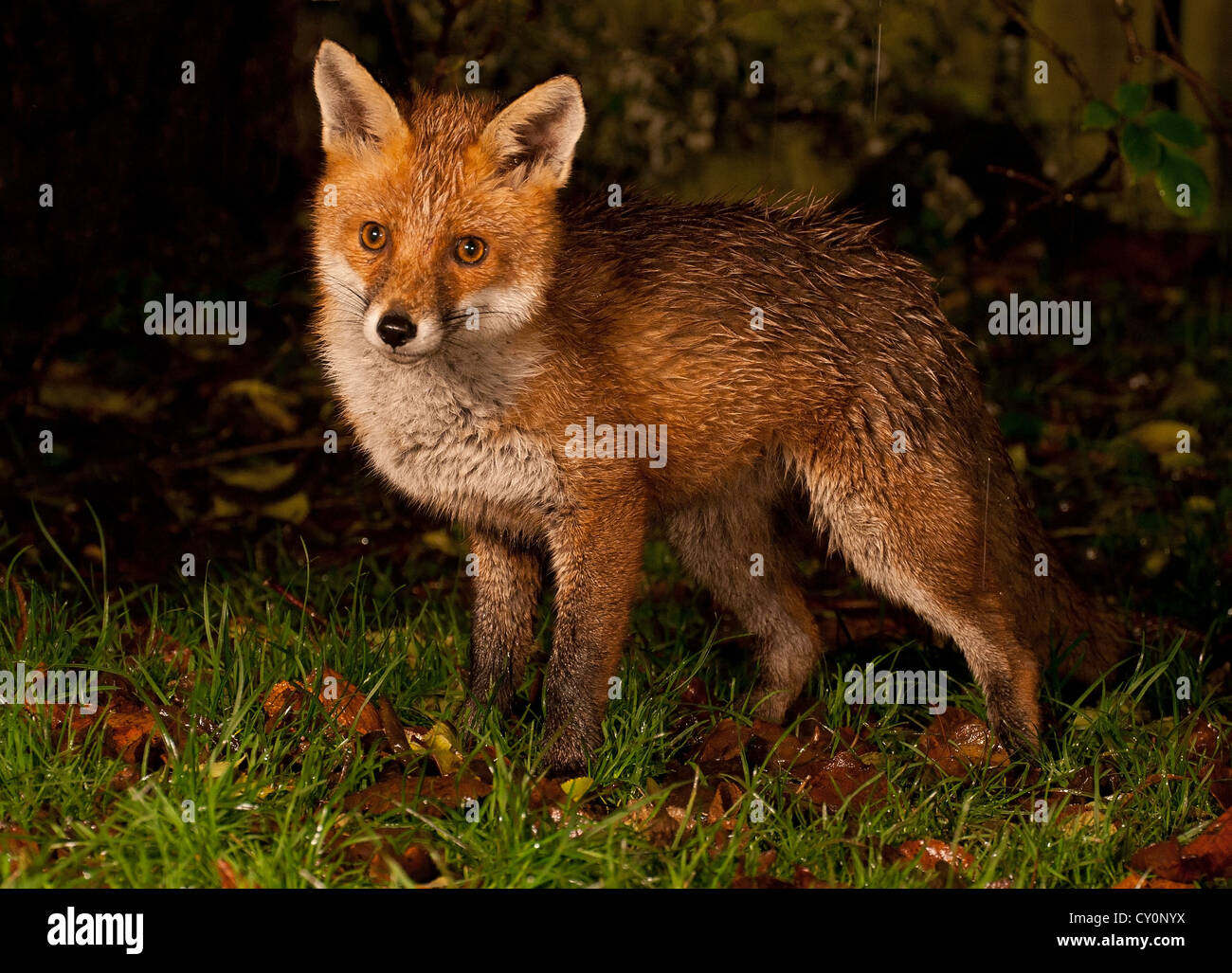 Urban fox cub at night Stock Photo