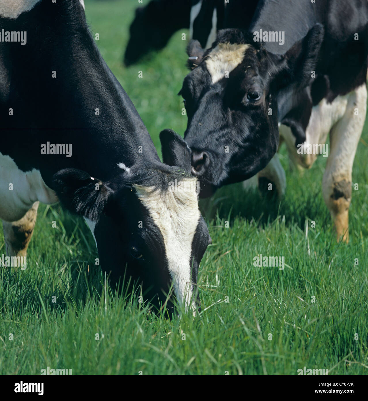 Friesian dairy cow grazing on spring grass Stock Photo