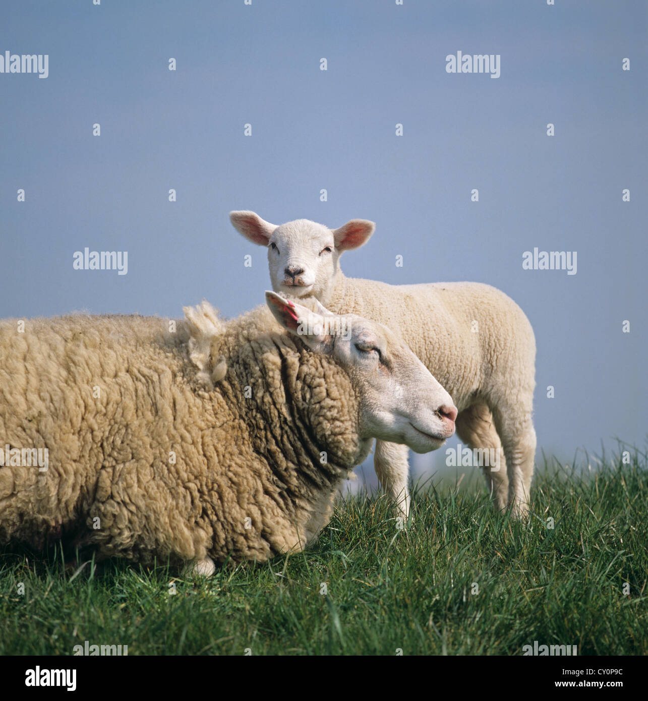 Texel X ewe and lamb (facing camera) on canal bank in the Netherlands Stock Photo