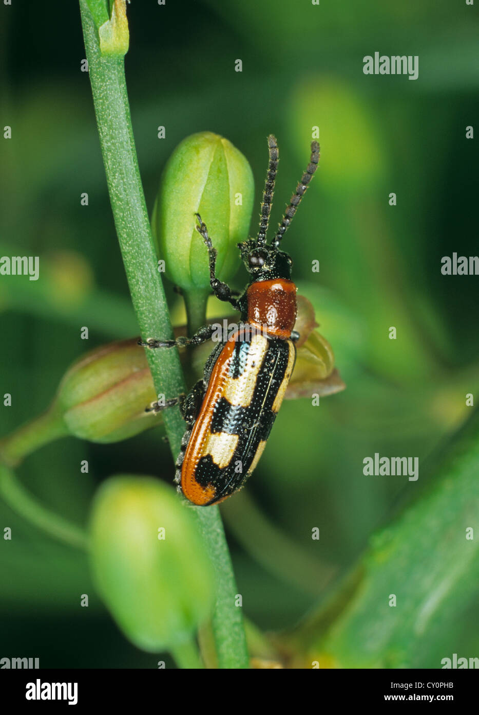 Asparagus fern hires stock photography and images Alamy