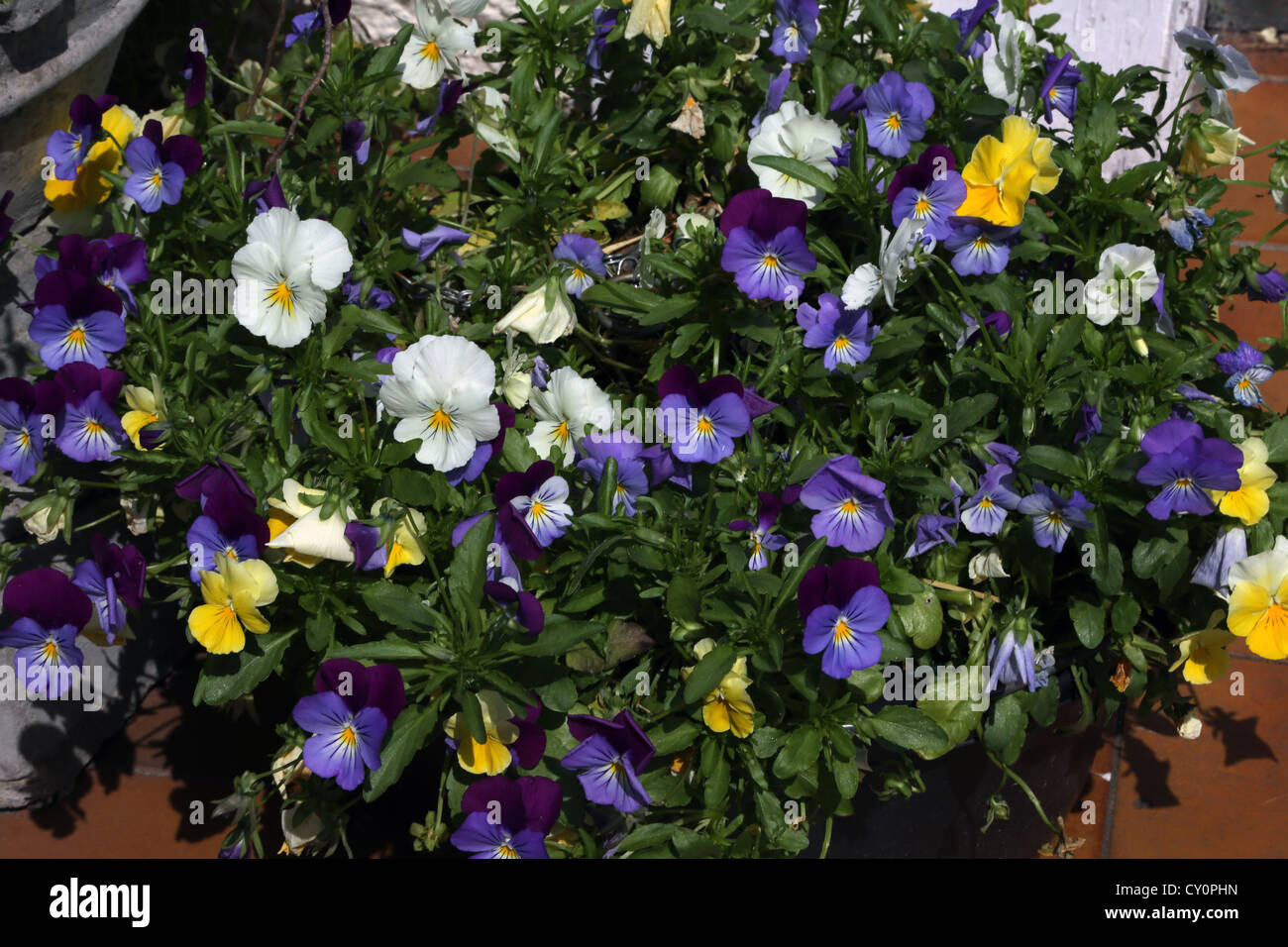 Trailing Pansies In Hanging Basket Stock Photo Alamy