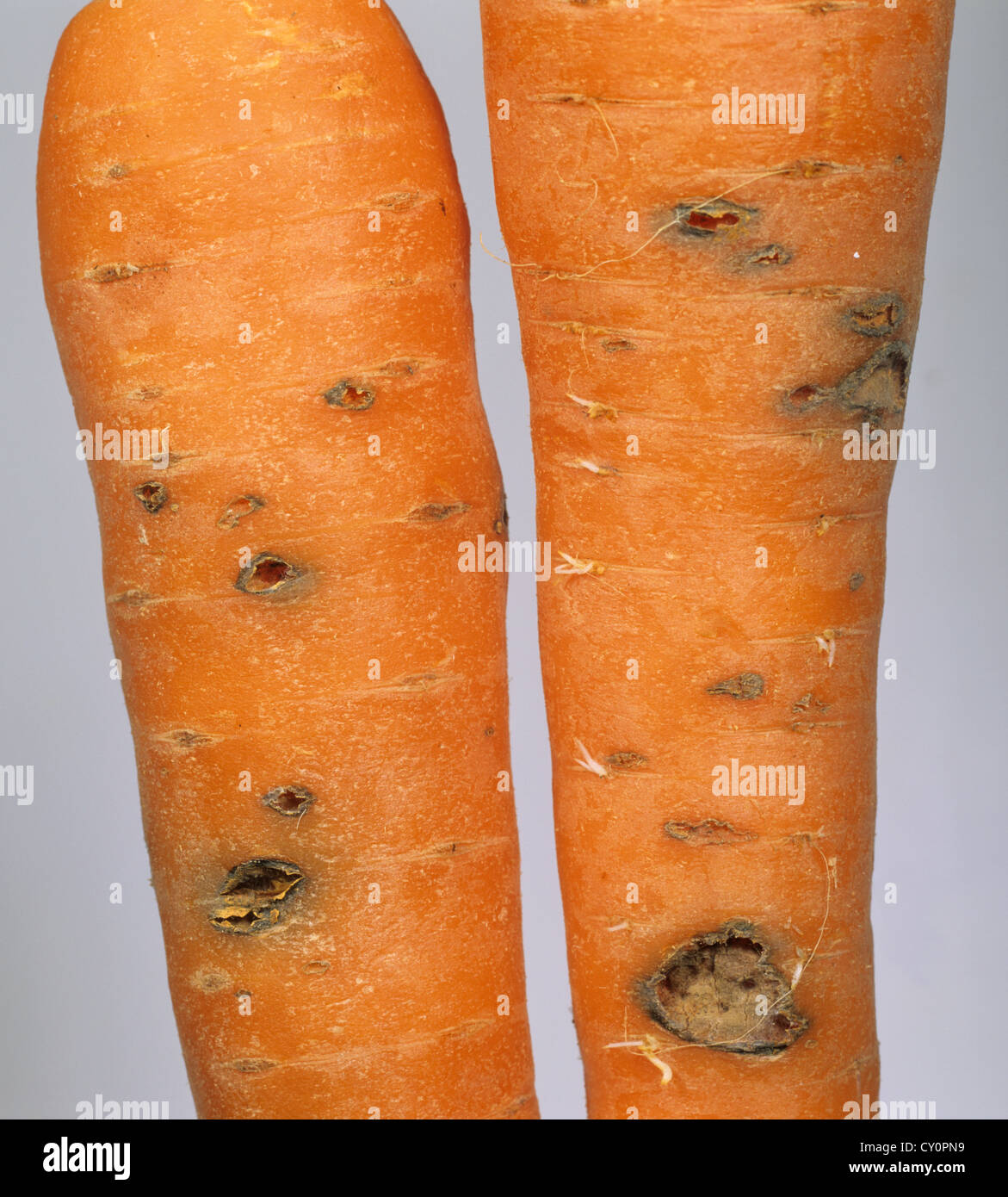 Cavity spot damage to a carrot root which results from several causes Stock Photo