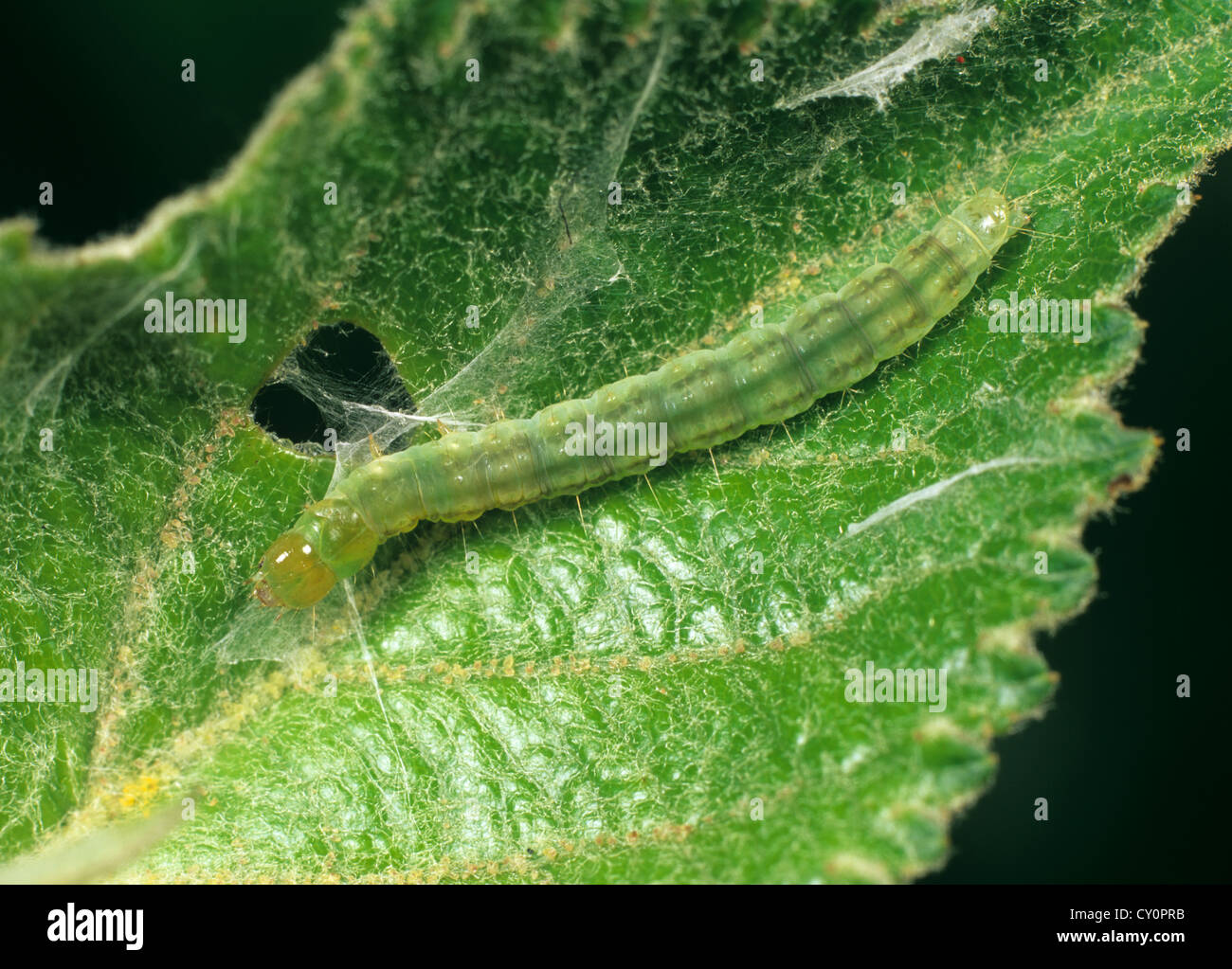 Summer fruit tortrix (Adoxophyes orana) caterpillar in an apple leaf fold Stock Photo