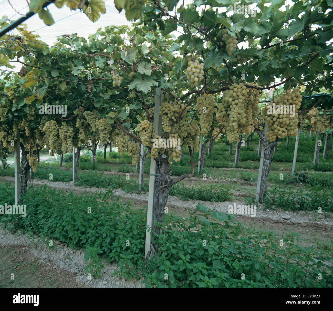 Grape trellis hires stock photography and images Alamy