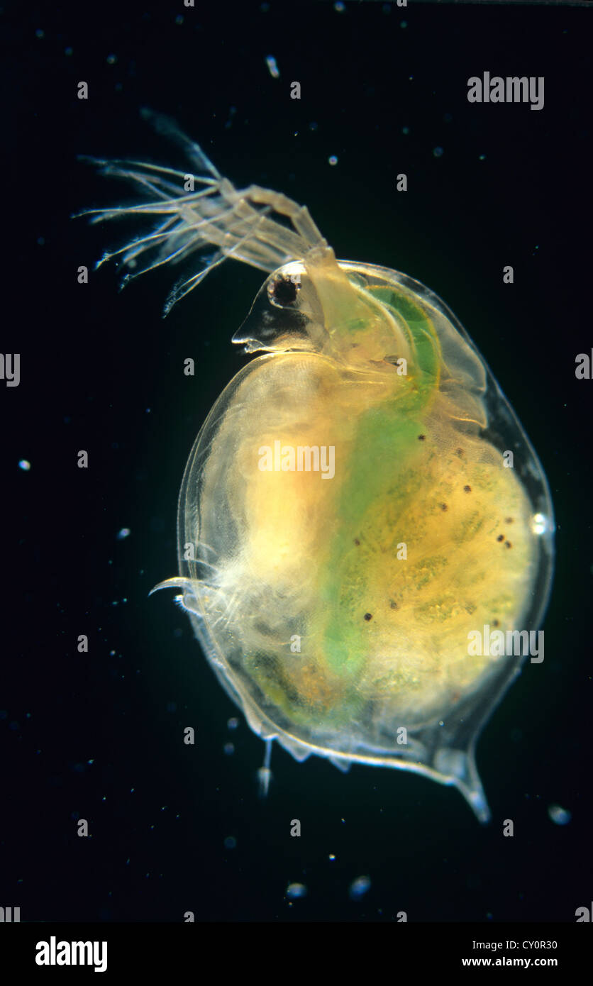 Female gravid water flea, Daphnia magna Stock Photo