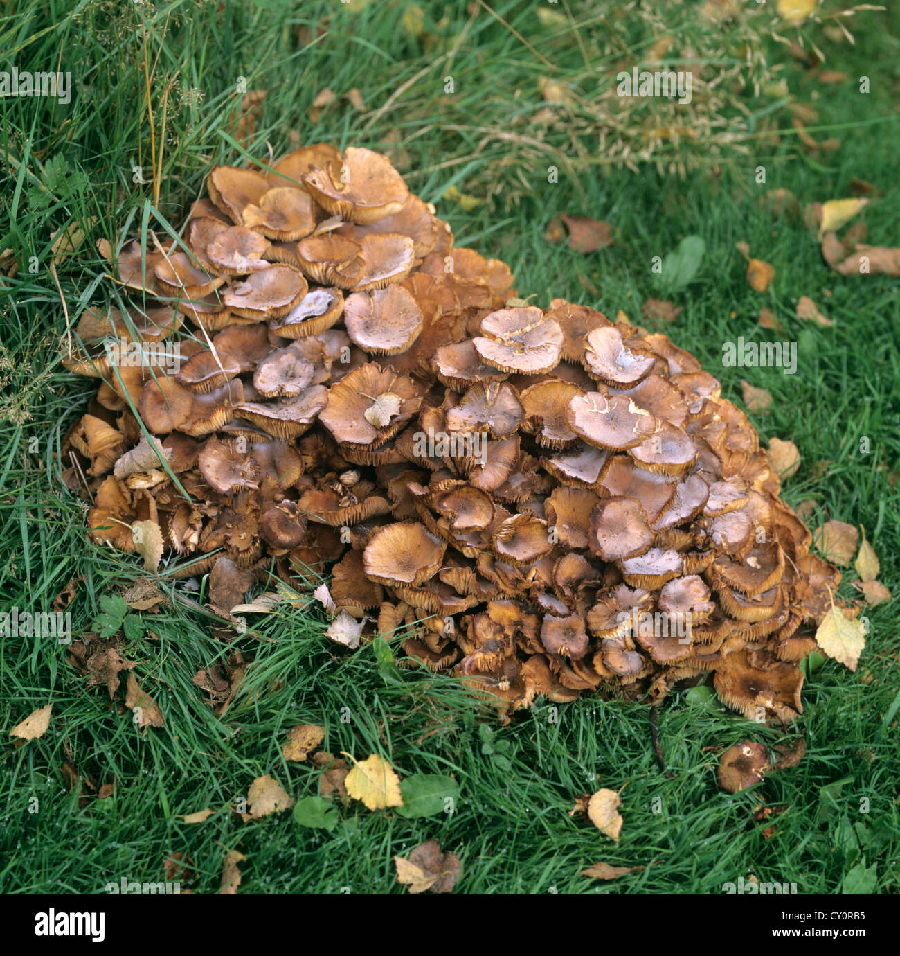 Honey fungus (Armilaria tabescens) growing from an old birch tree stump