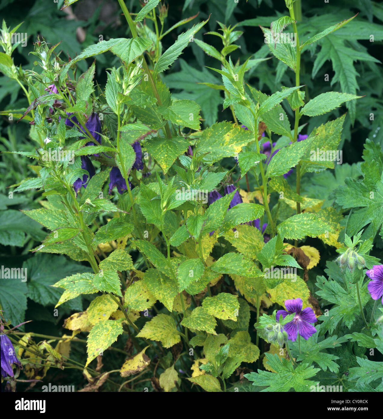 Rust, Coleosporum campanulae, on bellflower (Campanula latifolia) plants Stock Photo
