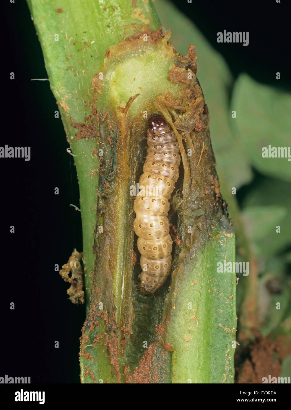 European corn borer, Ostrinia nubialis, caterpillar in damaged potato stem Stock Photo