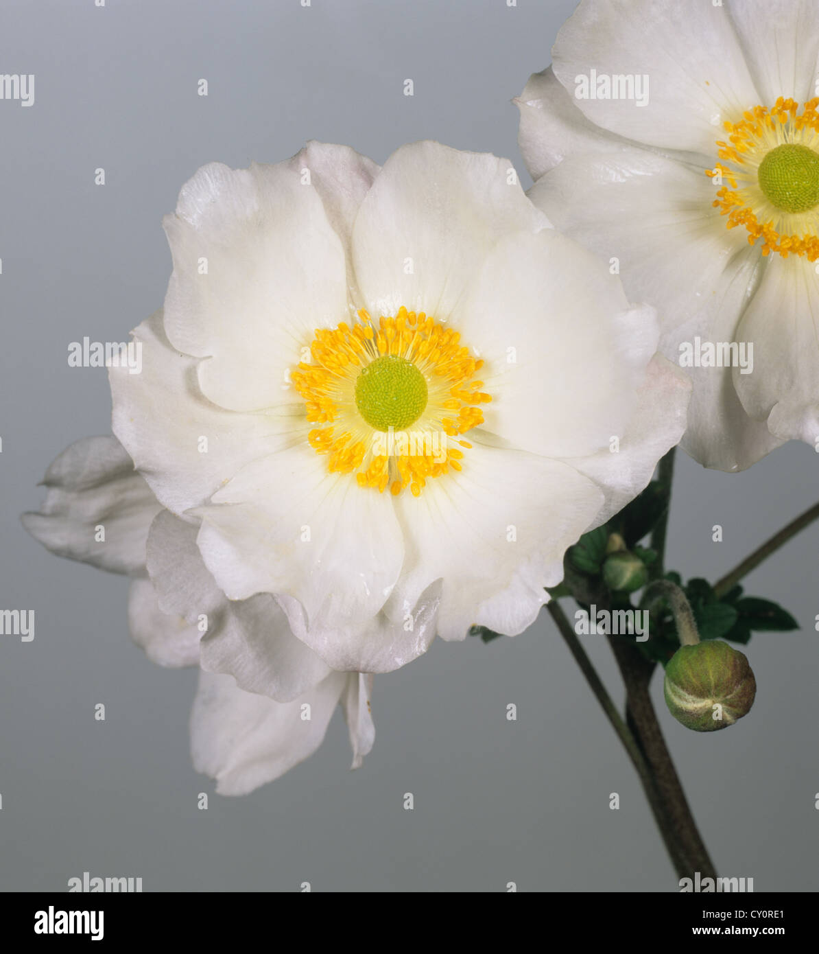 Anemone x hybrida 'Honorine Jobert' flower against a grey studio background Stock Photo