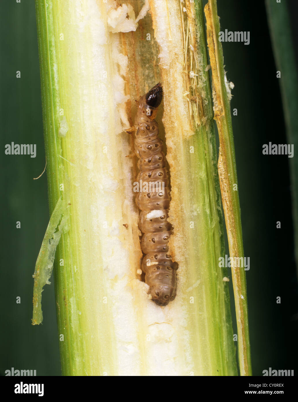 European corn borer (Ostrinia nubialis) caterpillar in damaged corn