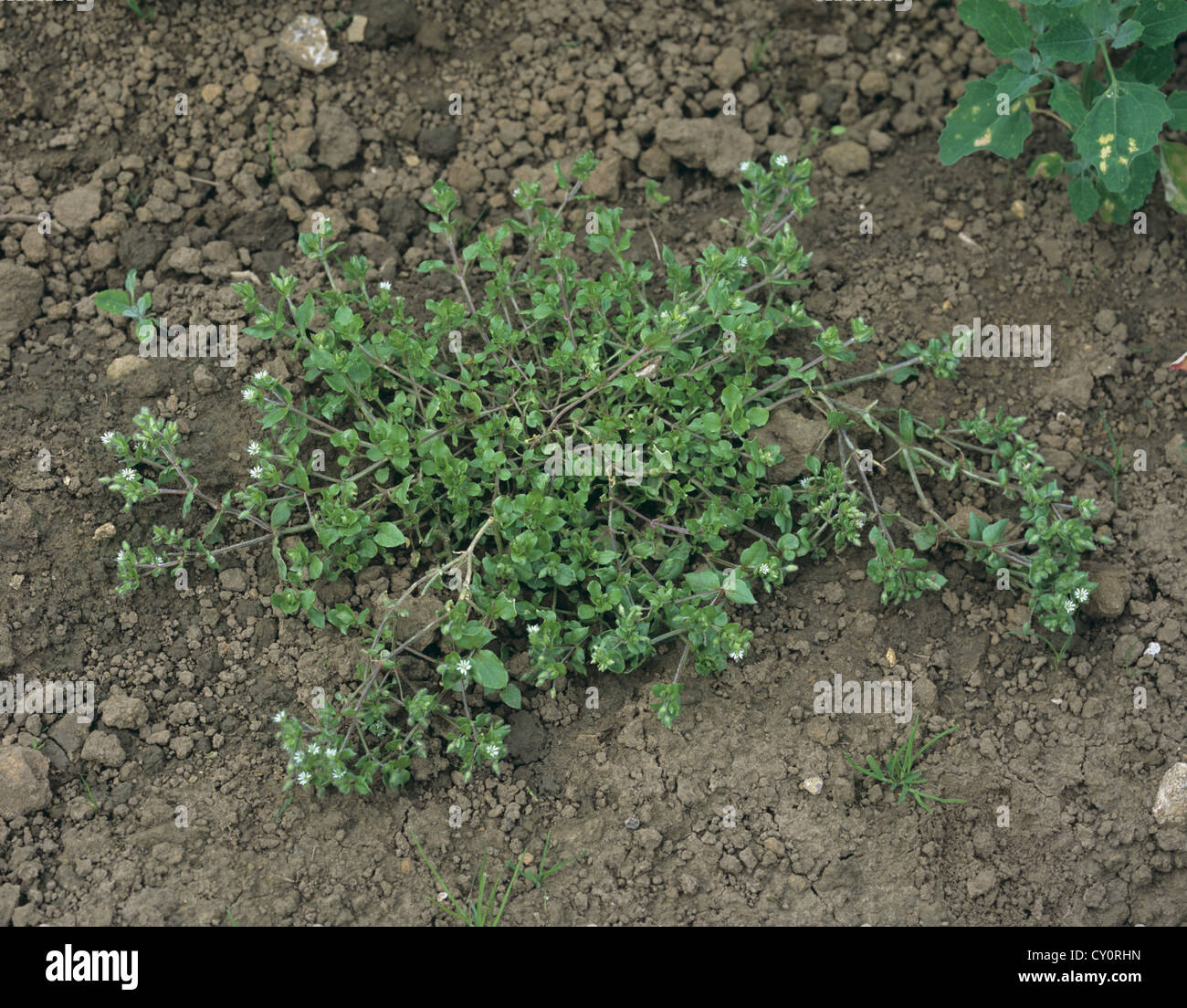 Chickweed, Stellaria media, prostrate flowering plant Stock Photo