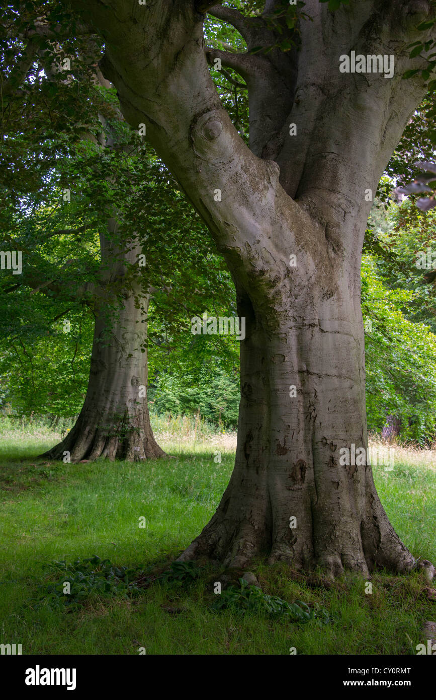 Scottish forest woods trees hi-res stock photography and images - Alamy