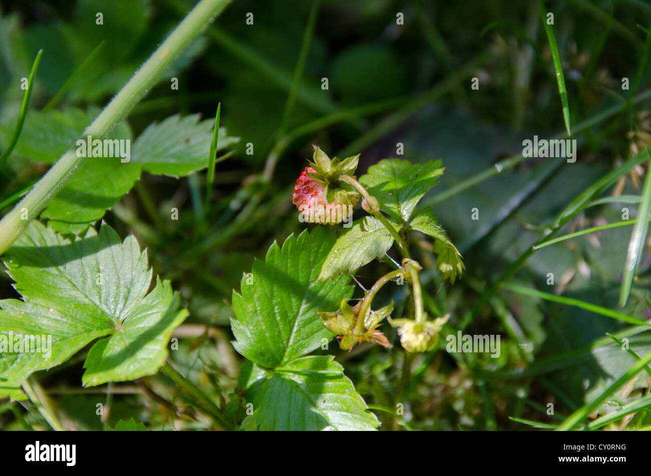 A Wild Strawberry Stock Photo - Alamy