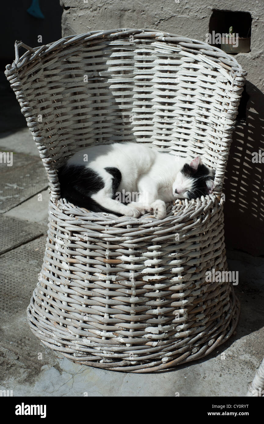 Black and white cat sleeping on a white chair Stock Photo - Alamy