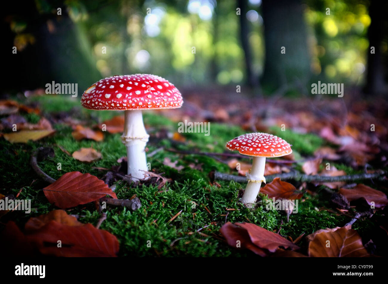 mushrooms in a forest Stock Photo