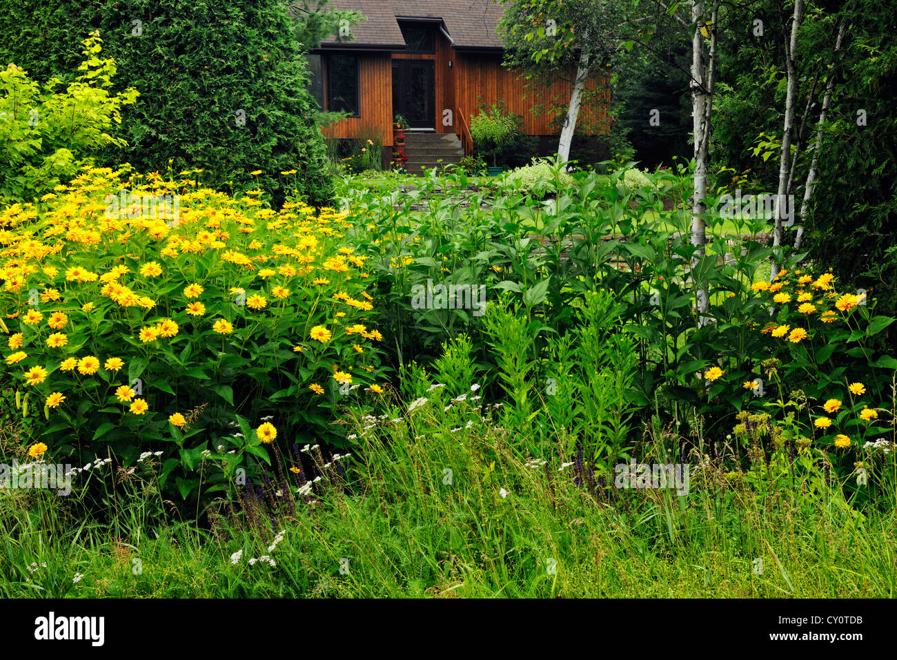 Naturalized garden meadow with Heliopsis, Greater Sudbury, Ontario