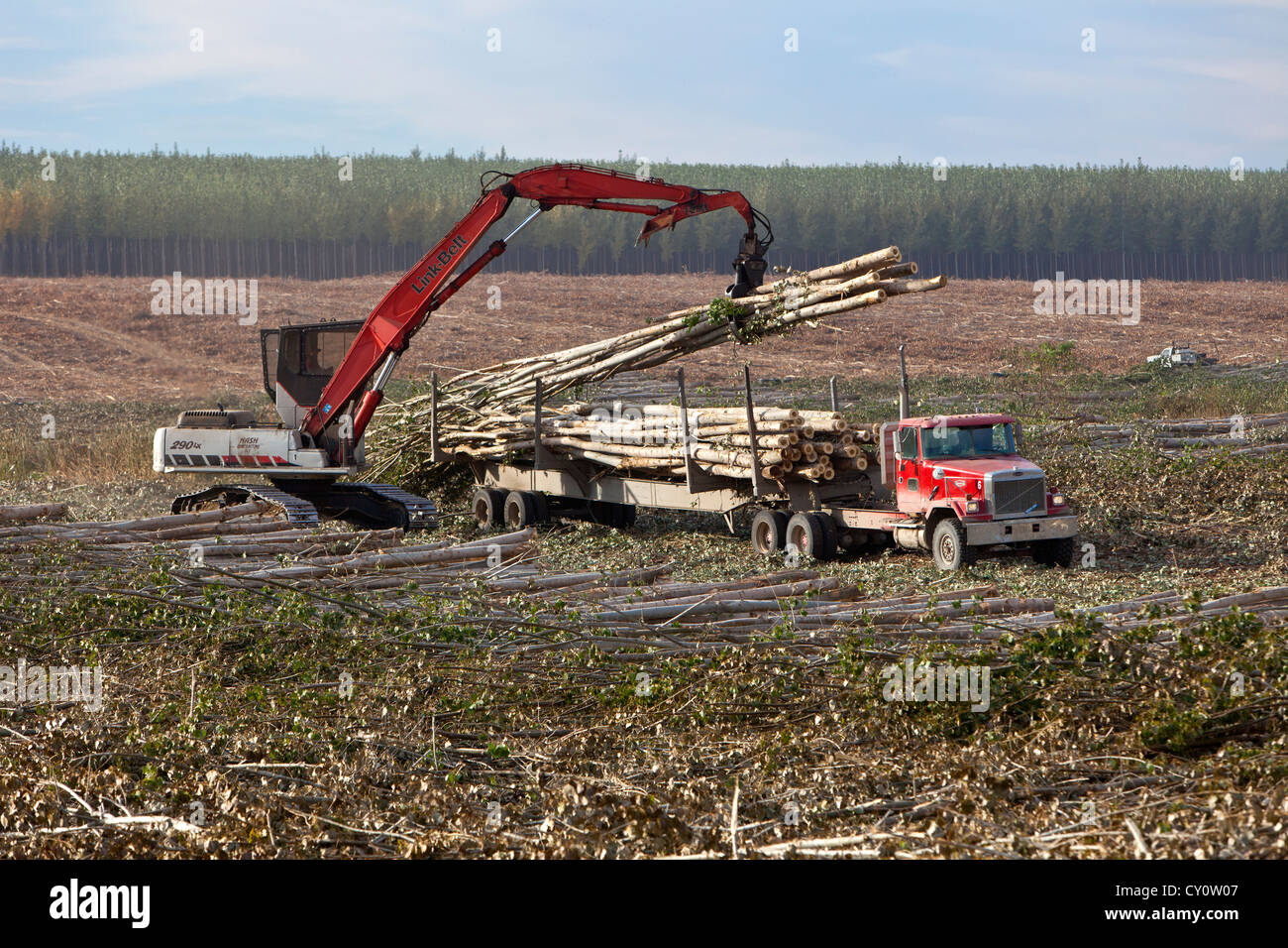 Heel Boom Loader, loading harvested Hybrid Poplar logs. Stock Photo