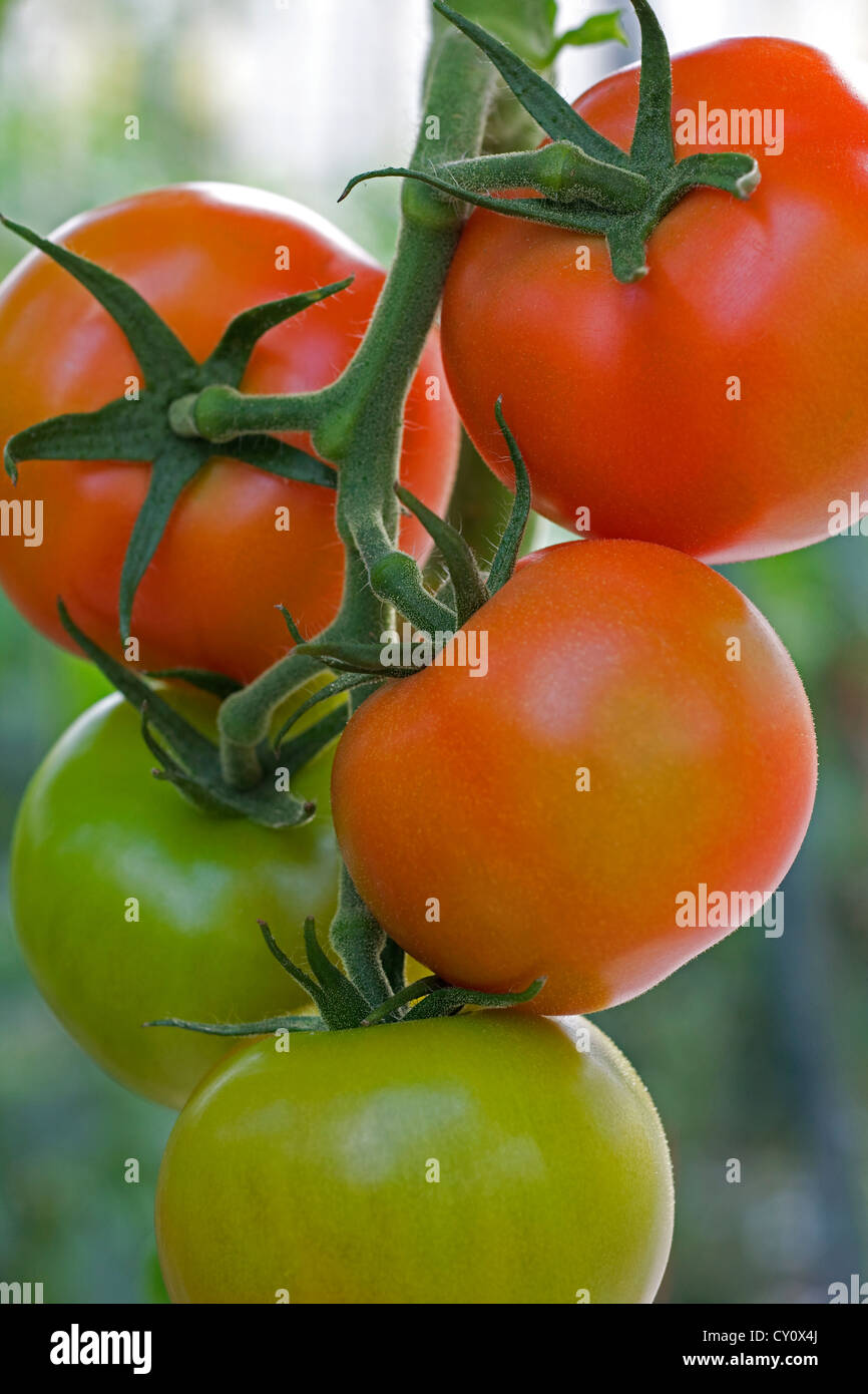 Close up of red tomatoes (Solanum lycopersicum / Lycopersicon esculentum) on plant growing in greenhouse Stock Photo