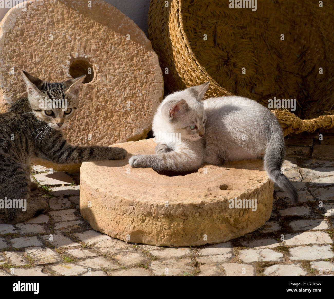 two kittens playing with mill stones in the Algarve, Portugal Stock Photo