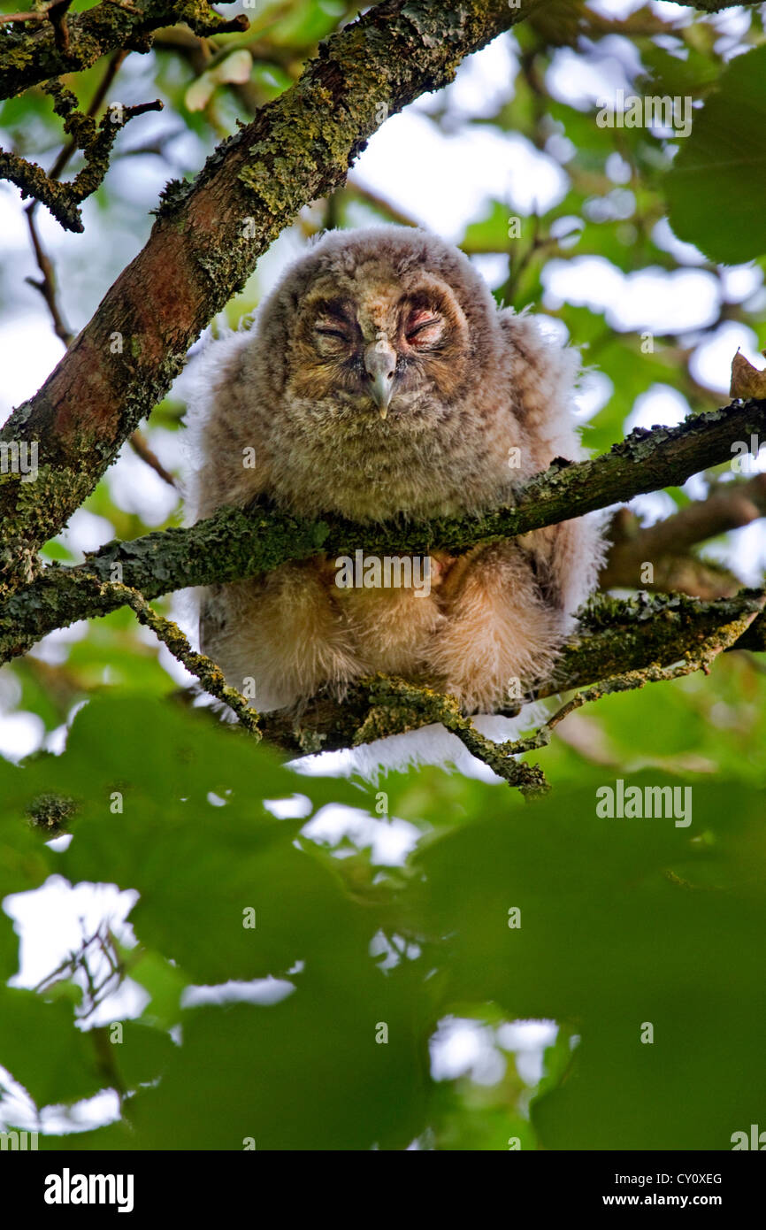 Long-eared owl (Asio otus / Strix otus) young with eyes closed perched in tree in forest Stock Photo