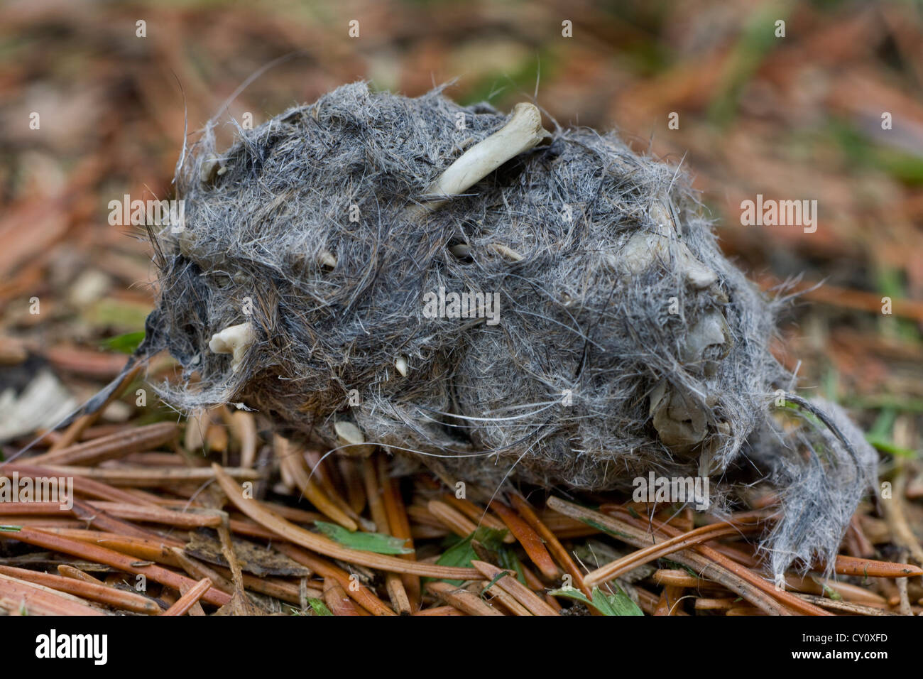 Close up of regurgitated pellet of Long-eared owl (Asio otus / Strix otus) in forest showing bones and fur of mice Stock Photo