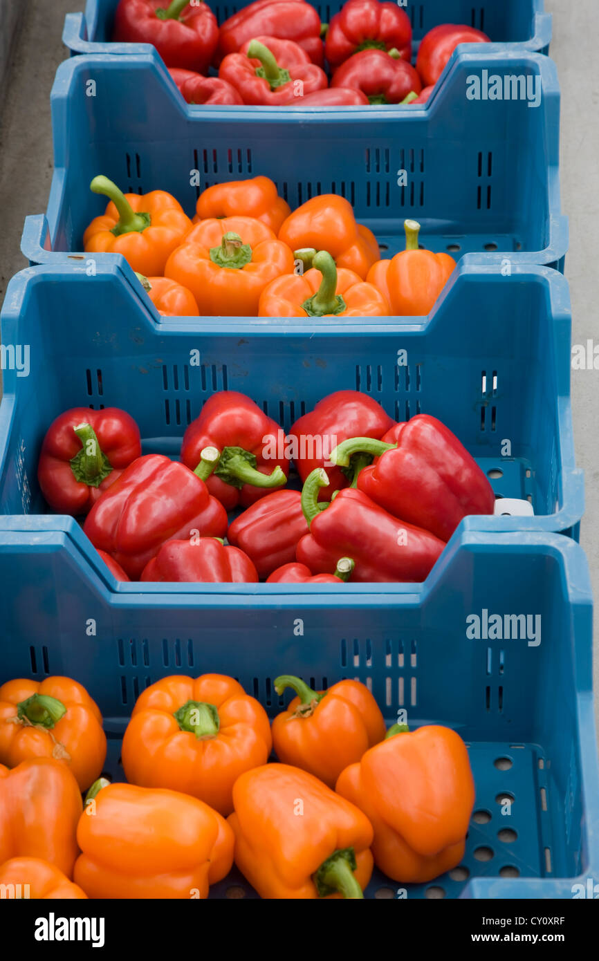 Plastic crates with orange and red bell peppers / sweet pepper (Capsicum annuum) Stock Photo