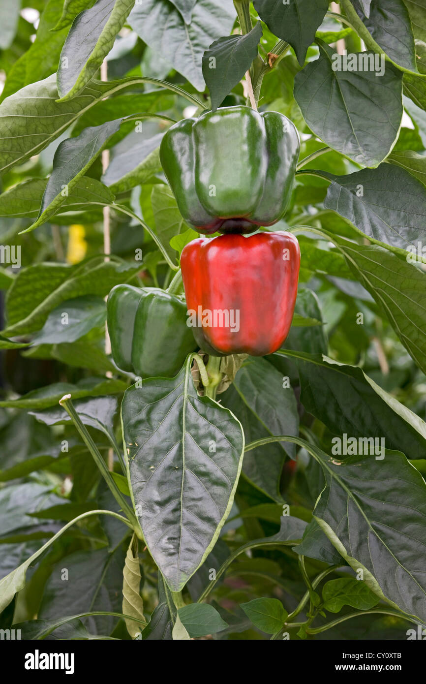 Cultivation of bell pepper Cultivation of bell pepper