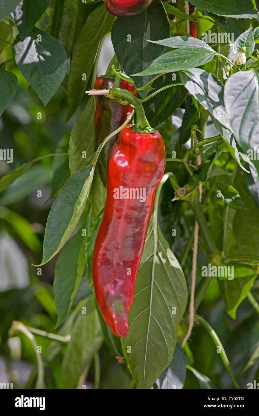 Red bell pepper plant / sweet peppers (Capsicum annuum) growing in greenhouse Stock Photo