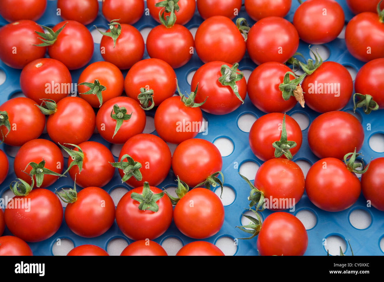 Plastic crate with horticulturist's crop of red tomatoes (Solanum lycopersicum / Lycopersicon esculentum) Stock Photo