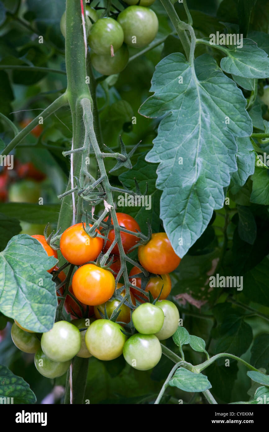 Close up of red tomatoes (Solanum lycopersicum / Lycopersicon esculentum) growing in greenhouse Stock Photo