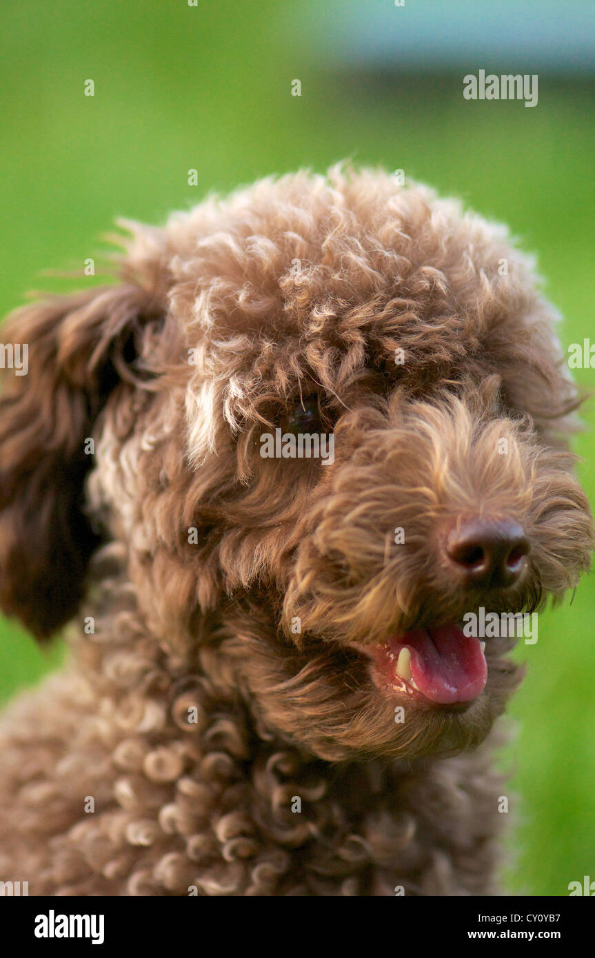 close up shot of laughing teddy dog sitting on the ground Stock Photo -  Alamy